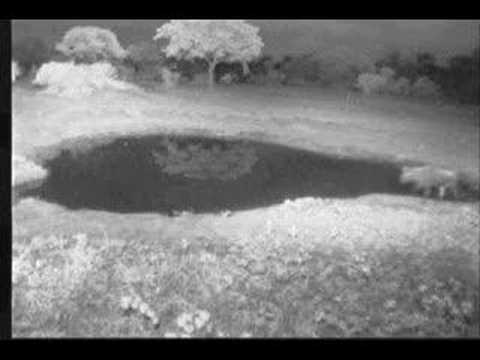 4.4.07 2.56am Lone Wildebeest takes a quick drink