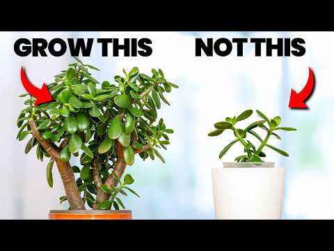 I Stopped Killing Jade Plants Once I Knew This