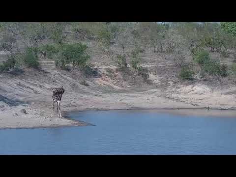 Djuma: Giraffe - 16:23 - 11/02/21