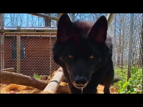 ‘Aggressive’ wolf dog meets a good human and here’s how he reacted