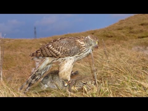 Goshawk and Harris Hawk Rabbit Hawking Mrs C Part 1
