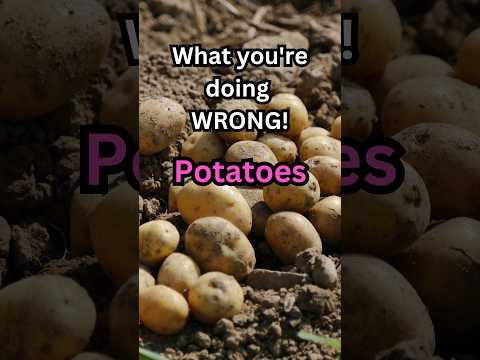 , title : 'What your doing WRONG | Growing POTATOES Problems to look out for.'