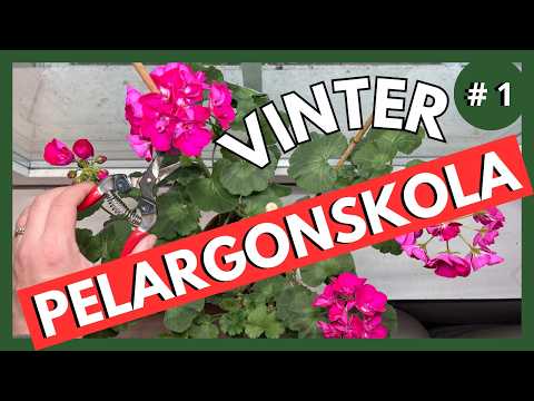 Därför DÖR Pelargoner på Vintern – och Hur du RÄDDAR dem