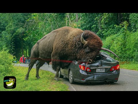 Carving through Baja dust — Off‑Road Highlights (Eb7KHN8r3sY) thumbnail