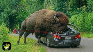 One in a Billion Animal Moments Caught on Camera #24