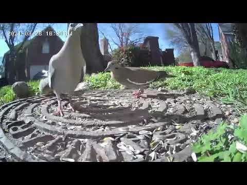 Mixed Flock: White-winged Doves and Mourning Doves