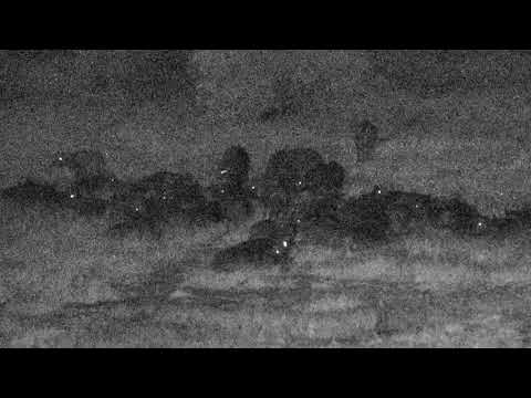 Djuma Private Game Reserve Live Stream: Breeding herd of buffalo - Part 2