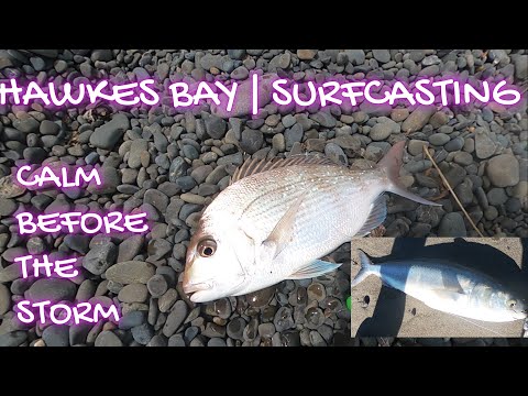 Hawkes Bay Snapper | Kahawai | SURFCASTING NZ