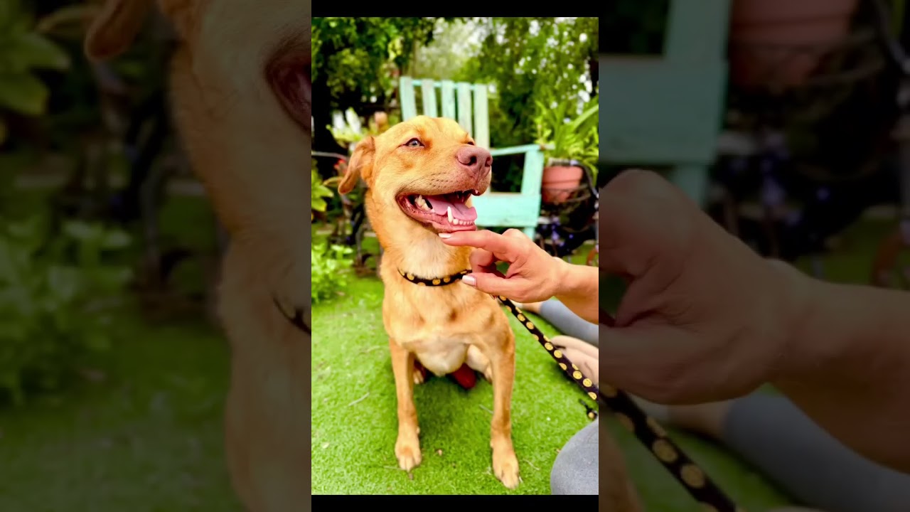 Enlarge Johnny, a Adoptable mixed breed in Fabius, NY video 6/6