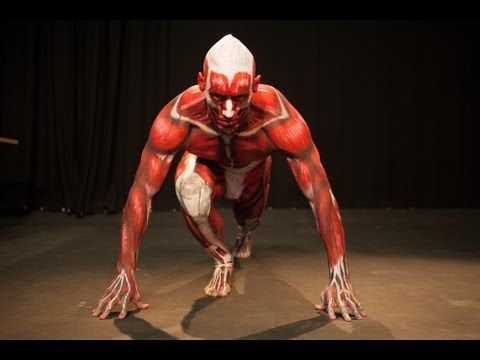 Anatomical Man | RMIT University