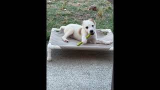 Video preview image #1 Jack Russell Terrier-Parson Russell Terrier Mix Puppy For Sale in Holly Springs, NC, USA