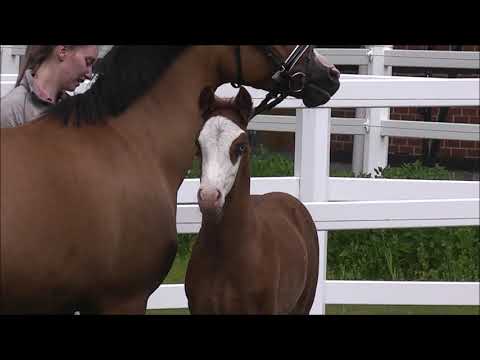 PAV GHOST v. PHW's Grandios - Nemax