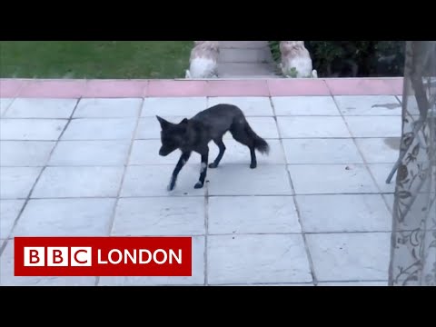 Rare black fox spotted in London garden