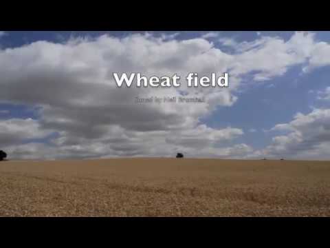 Wheat field time-lapse with sky and clouds