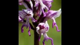 Nick Cave and the Bad Seeds -Song of Joy