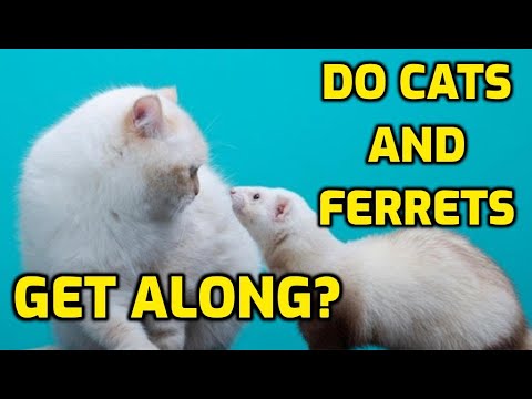 Can Cats And Ferrets Be Friends?