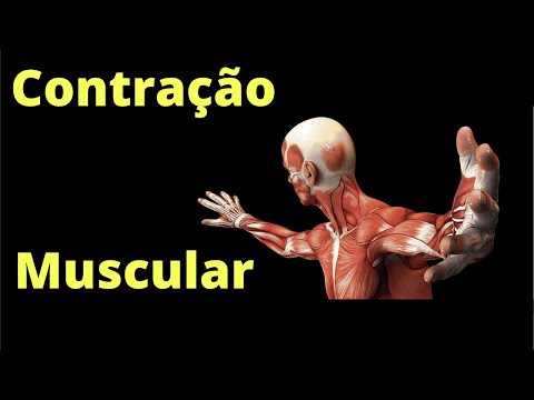 Skeletal Muscle Contraction – Human Physiology