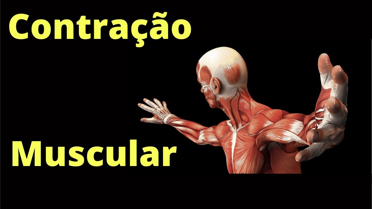 Contração do músculo esquelético – Fisiologia Humana