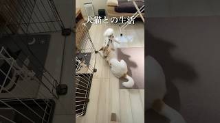 #犬のいる暮らし #猫のいる暮らし　#いぬのいる生活  #ねこのいる生活