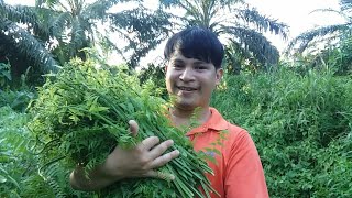 Download lagu cari sayur pakis di ladang sawit mp3