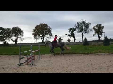 6yo dressage gelding by Belantis