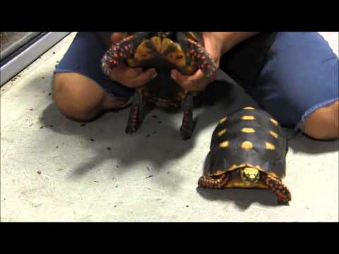 Adult Red Footed Tortoises