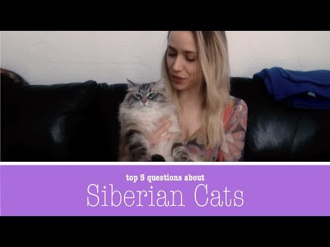 Top 5 Questions about Hypoallergenic Siberian Cats