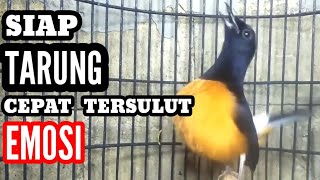 Download lagu TERSULUT EMOSI | Murai Borneo ngajak TARUNG bikin lawan NYAUT seketika ikut GACOR mp3