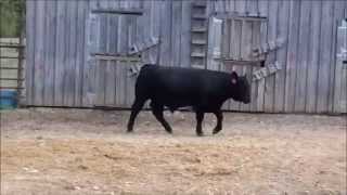 preview picture of video 'G A R 5050 bull from top Angus cow sells at Heart of Ozarks sale Oct 19th West Plains, Missouri'