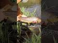 Video Thumbnail for 3 minutes of crushing big brown trout