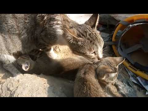 Mom cat feeding kittens |