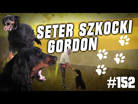 Darz Bór odc. 152 - Poznajemy rasy psów myśliwskich - Seter Szkocki Gordon
