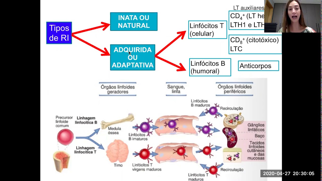 Células apresentadoras de antígenos (APCs) e RI adquirida