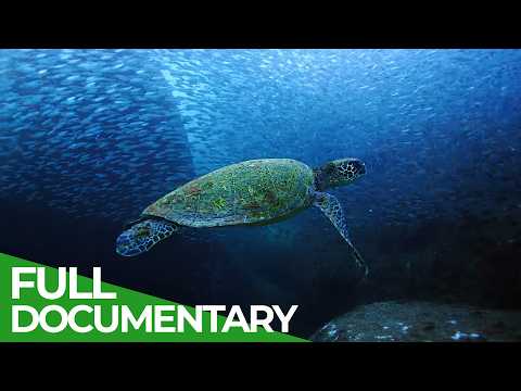 Mexico's Underwater Wildlife Kingdom