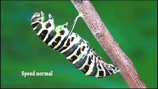 Catepillar Life Cycle - Grateful Dead 5/ 7 / 1977 Boston Garden, Boston