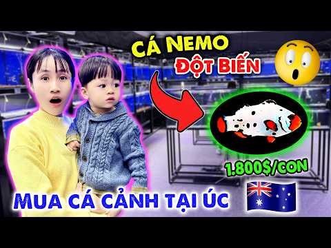 CẦM 1 TRIỆU ĐI MUA CÁ CẢNH TẠI ÚC | AQUARIUM AUSTRALIA - VÊ VÊ CHANNEL