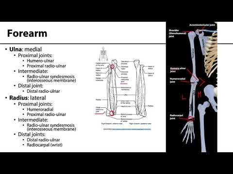 Upper Limb - Bones & Joints