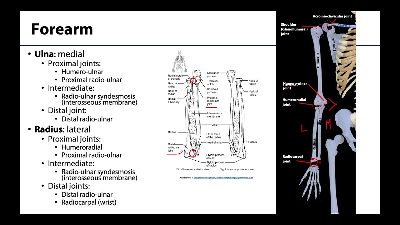 Upper Limb - Bones & Joints