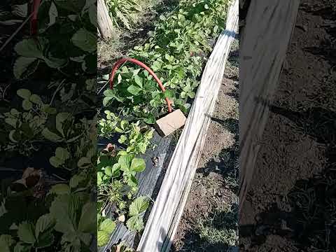 visita productor de La verde Chaco