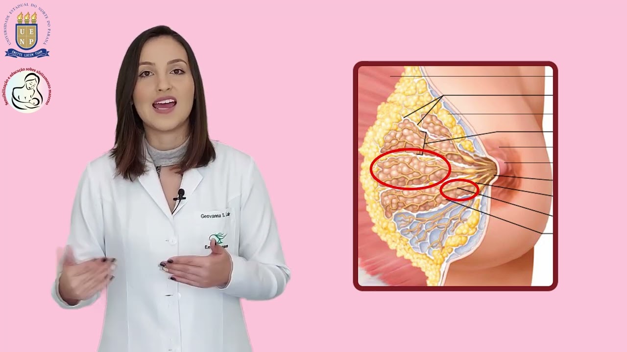 Anatomia das mamas femininas