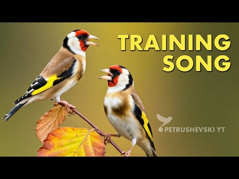 12h Goldfinch The Best Training Song - Maestro Champion