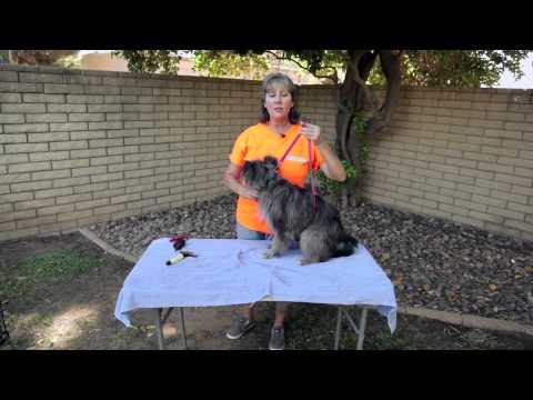 YouTube video about: How to restrain a dog while grooming at home?