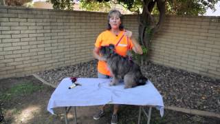How to Get a Dog Not to Move While Grooming : Dog Training Musts