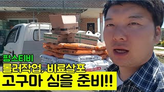 호박고구마 심기전 롤러로 진압작업, 비료와 토양살충제 주기