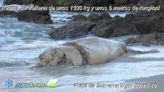 preview picture of video 'ballena canido vigo playa'