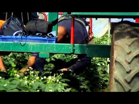 BBC Mud Sweat and Tractors The Story of Agriculture Fruit and Veg