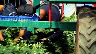 BBC Mud Sweat and Tractors The Story of Agriculture Fruit and Veg