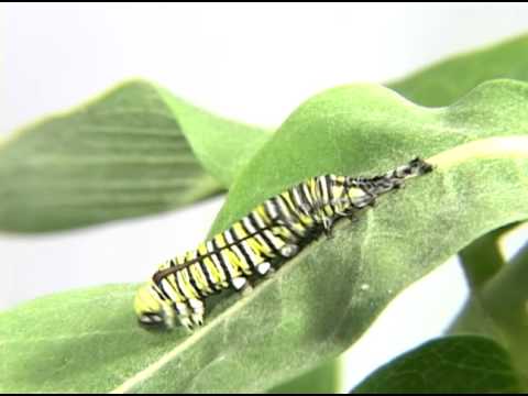 Monarch Caterpillar molting it's skin (Time Lapse)