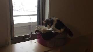 雪とかつおぶしを食べる猫