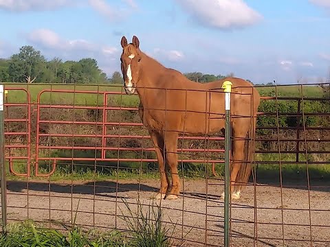 What I'm Feeding my 29 and 35 Year Old Horses!